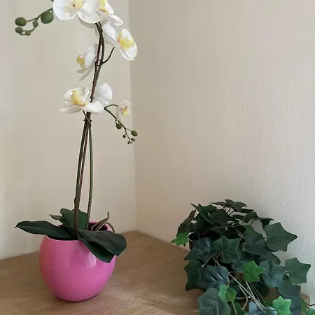 Διαμέρισμα Molinari House Giada - Free Ztl Μόντενα